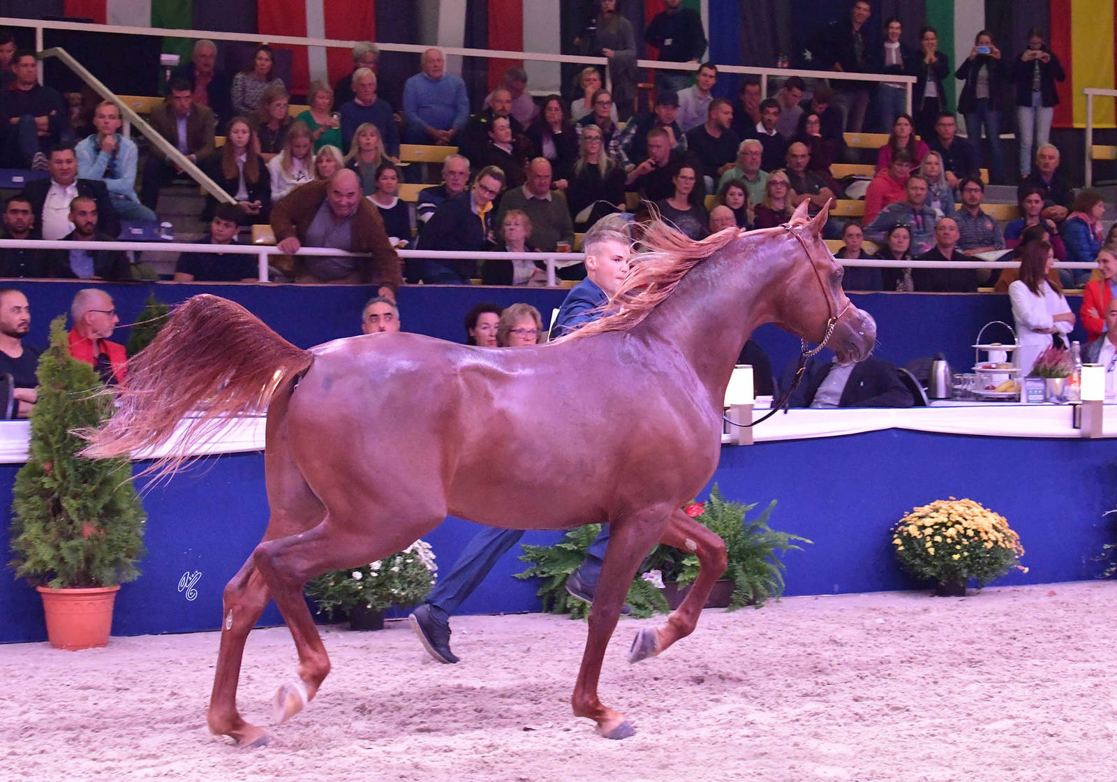 Colts 2 Years Old: Erantis