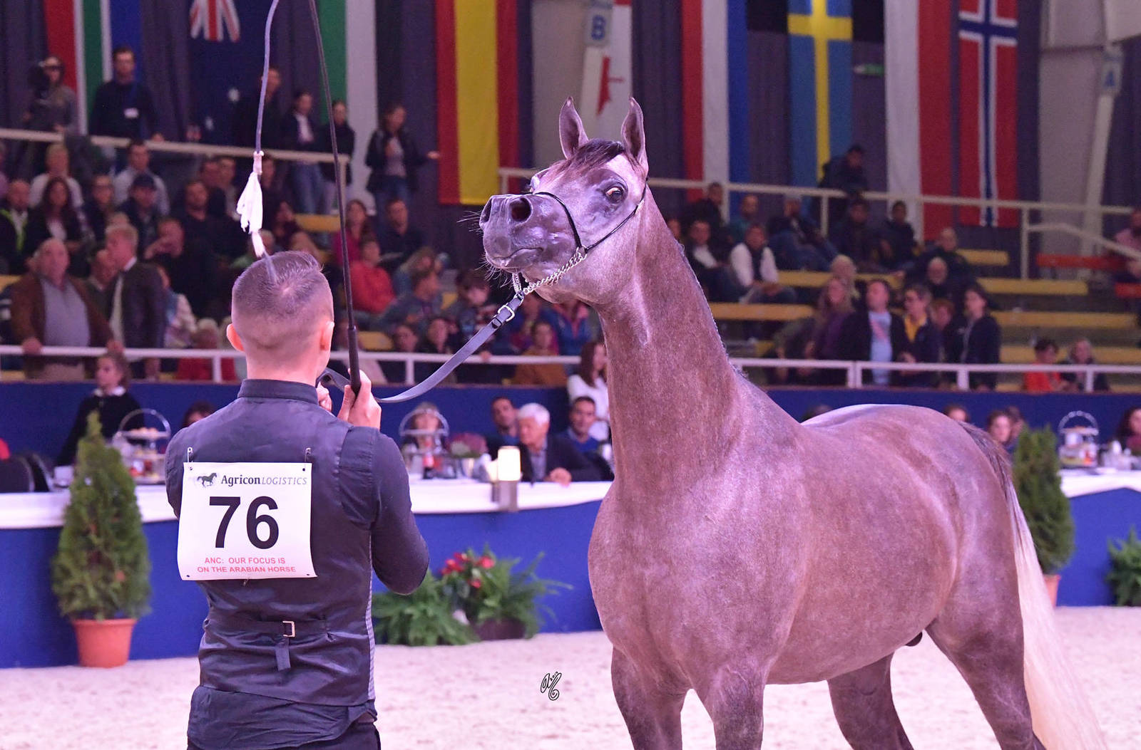 Colts 2 Years Old: Jolan AF