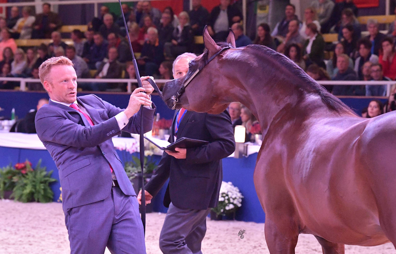 Colts 2 Years Old: Duke Santonio ME