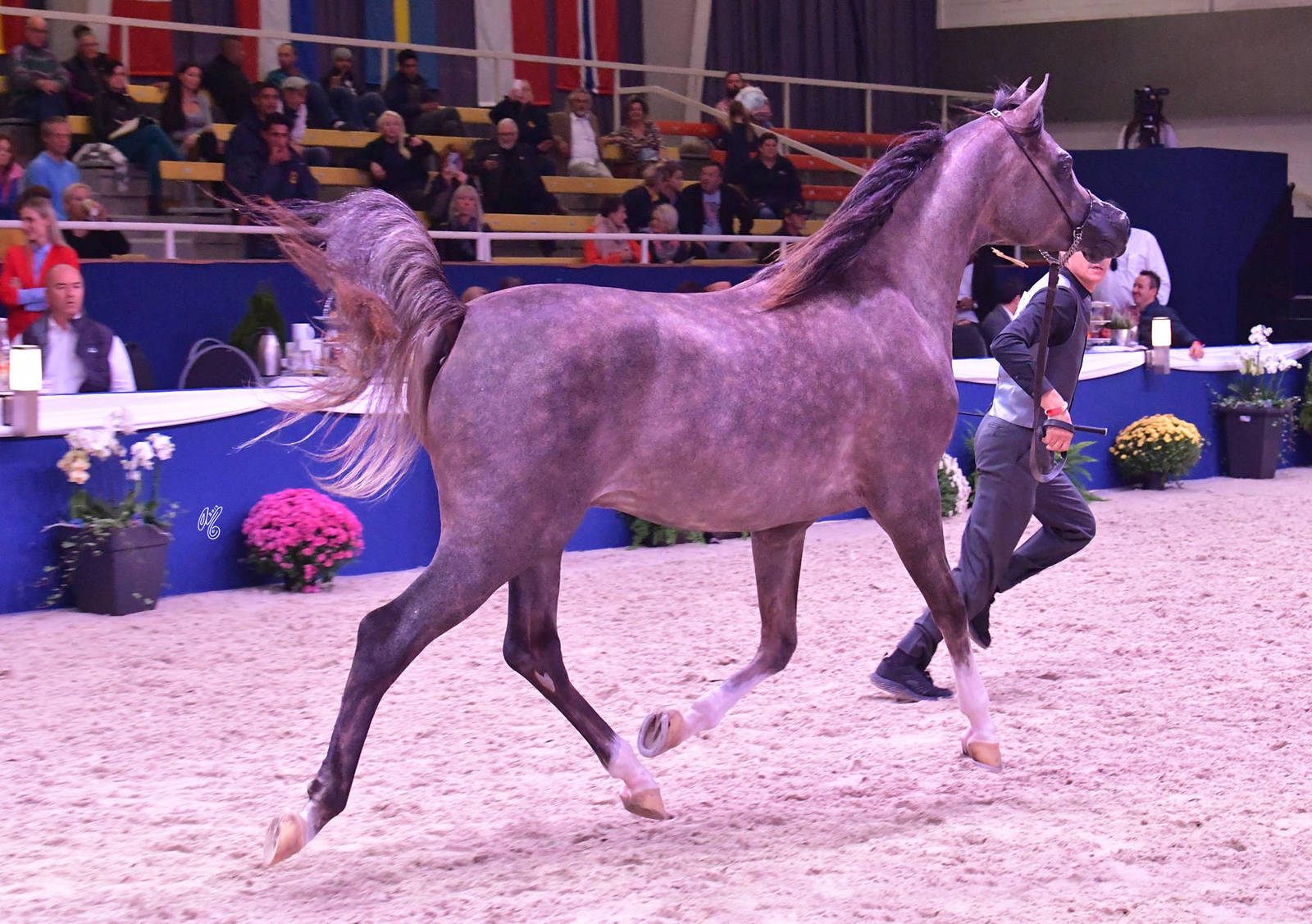 Colts 2 Years Old: Shareem RC