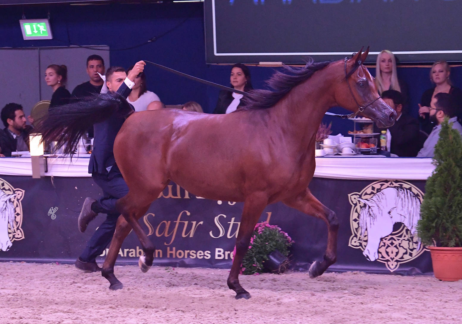 Fillies 2 Years Old: Protekcja