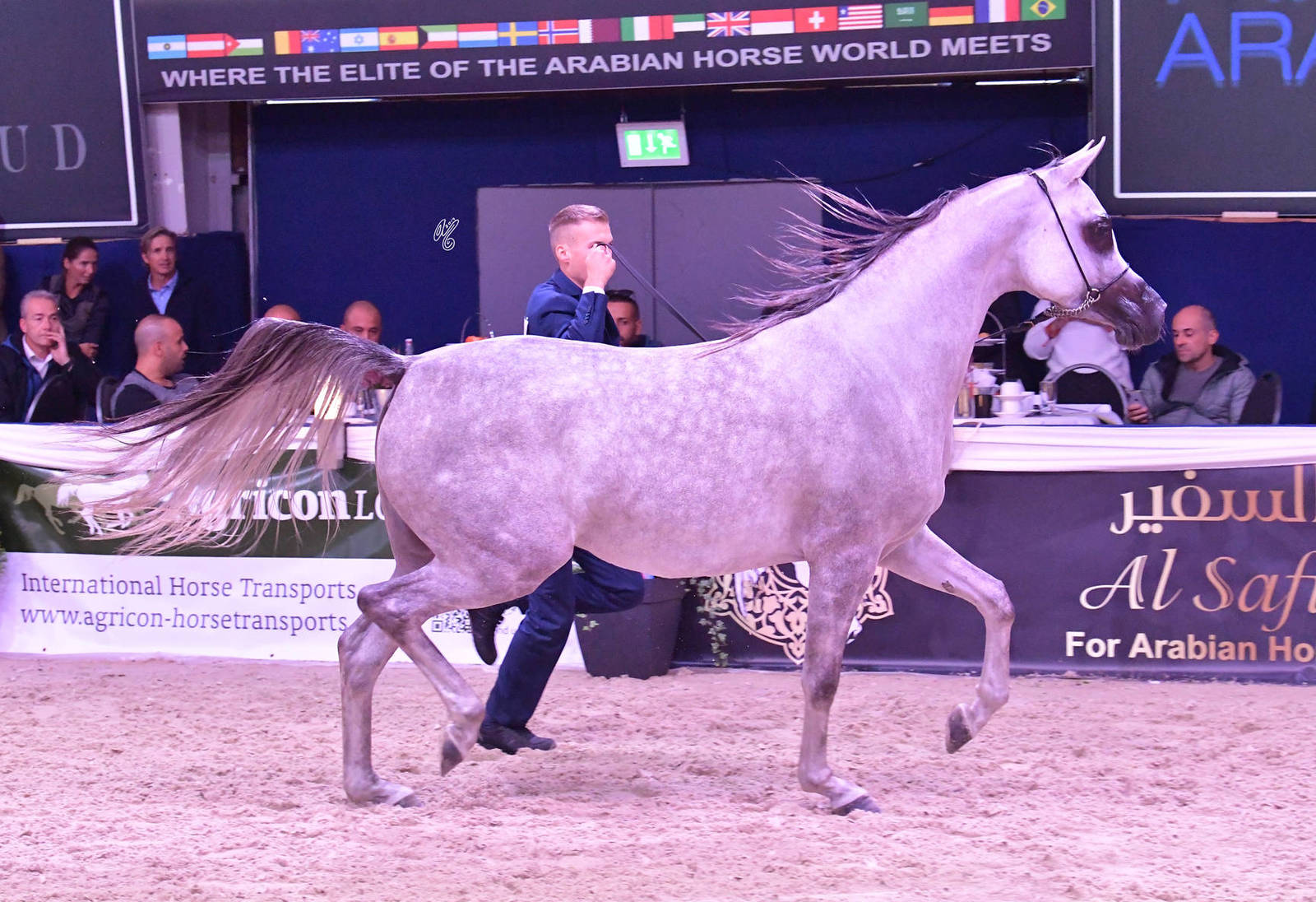 Fillies 2 Years Old: Pascuala