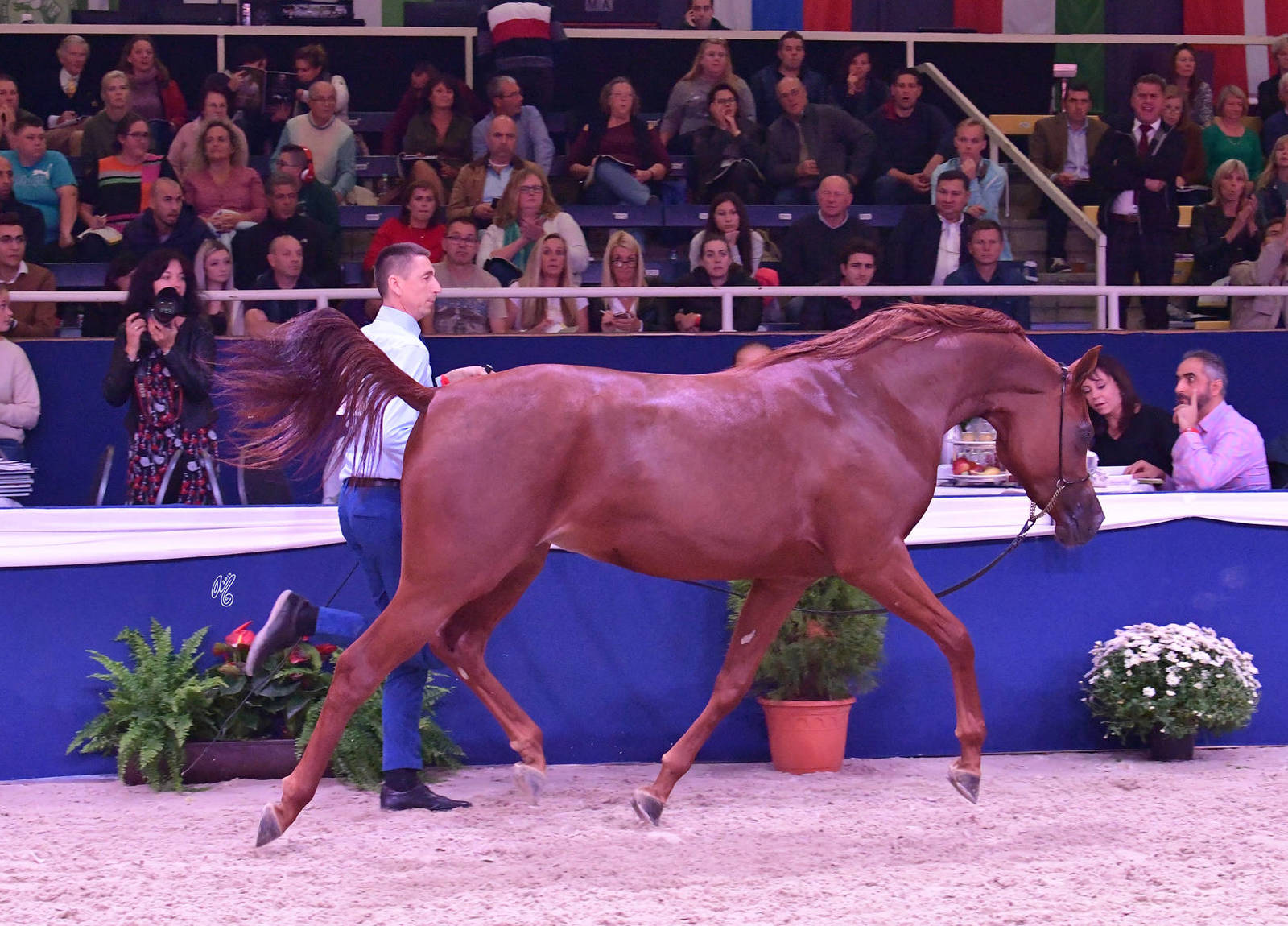 Fillies 2 Years Old: El Bellisima