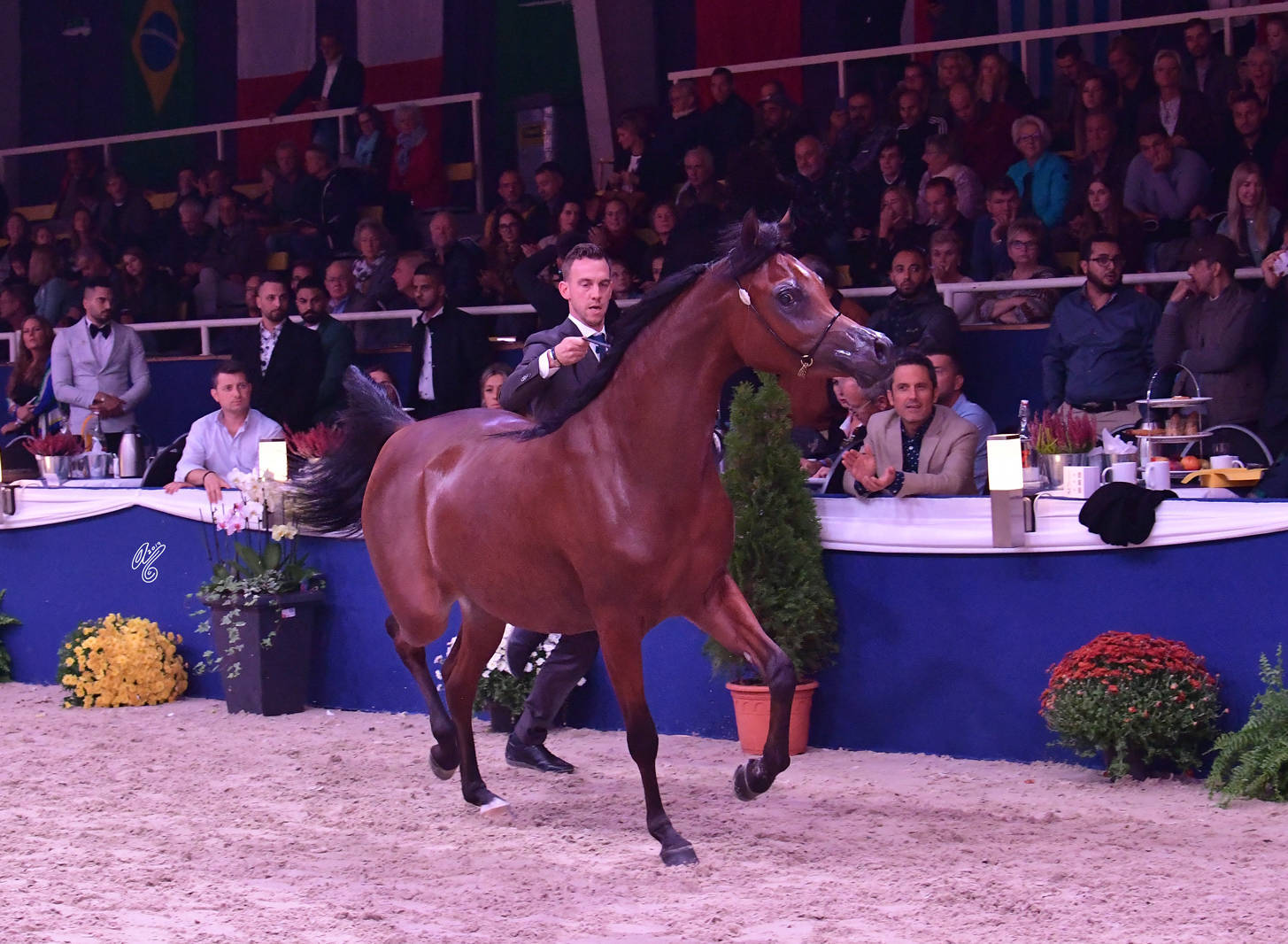 Fillies 2 Years Old: Alexandria NWA