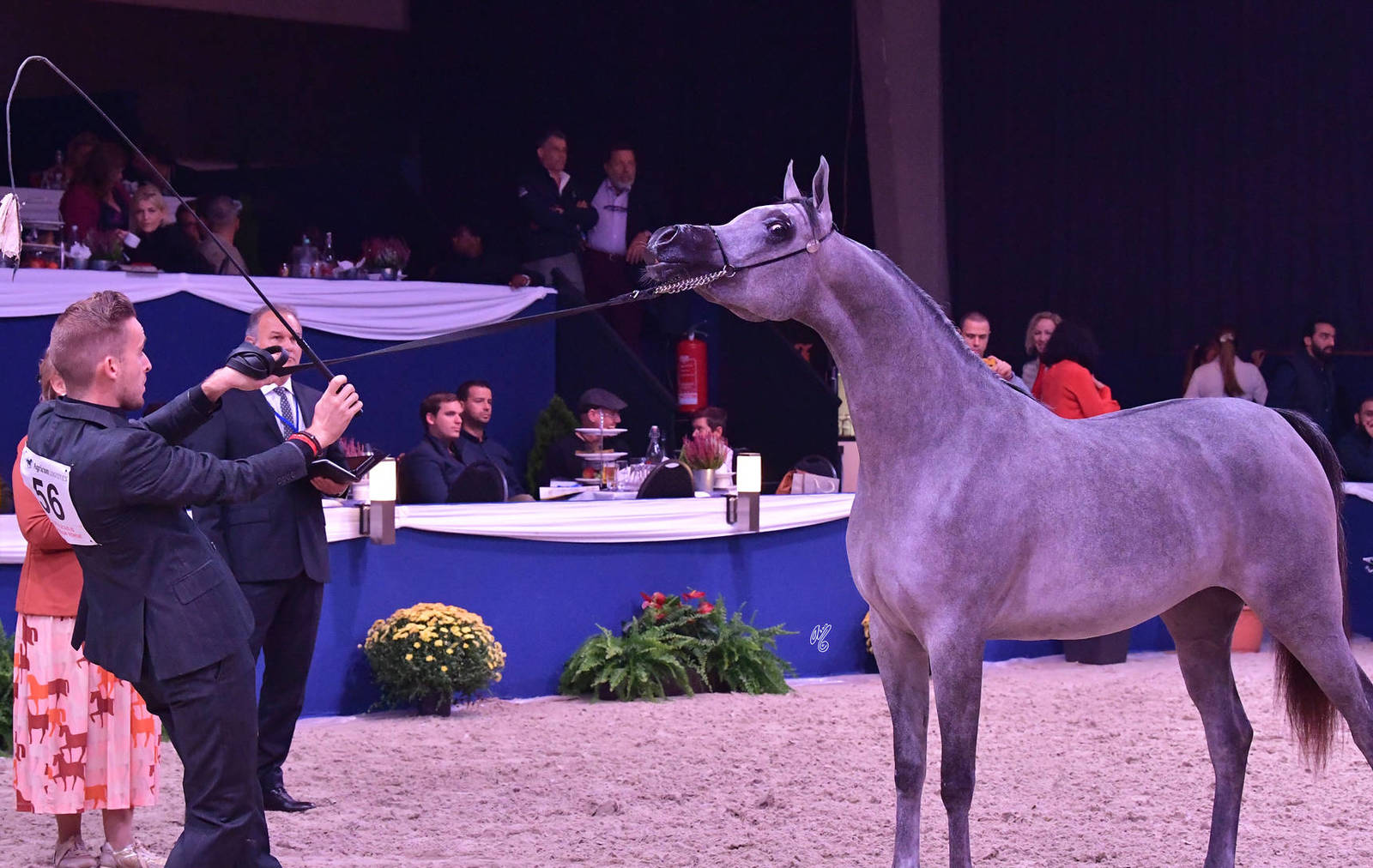 Geldings 6 Years Plus: D Nawasy