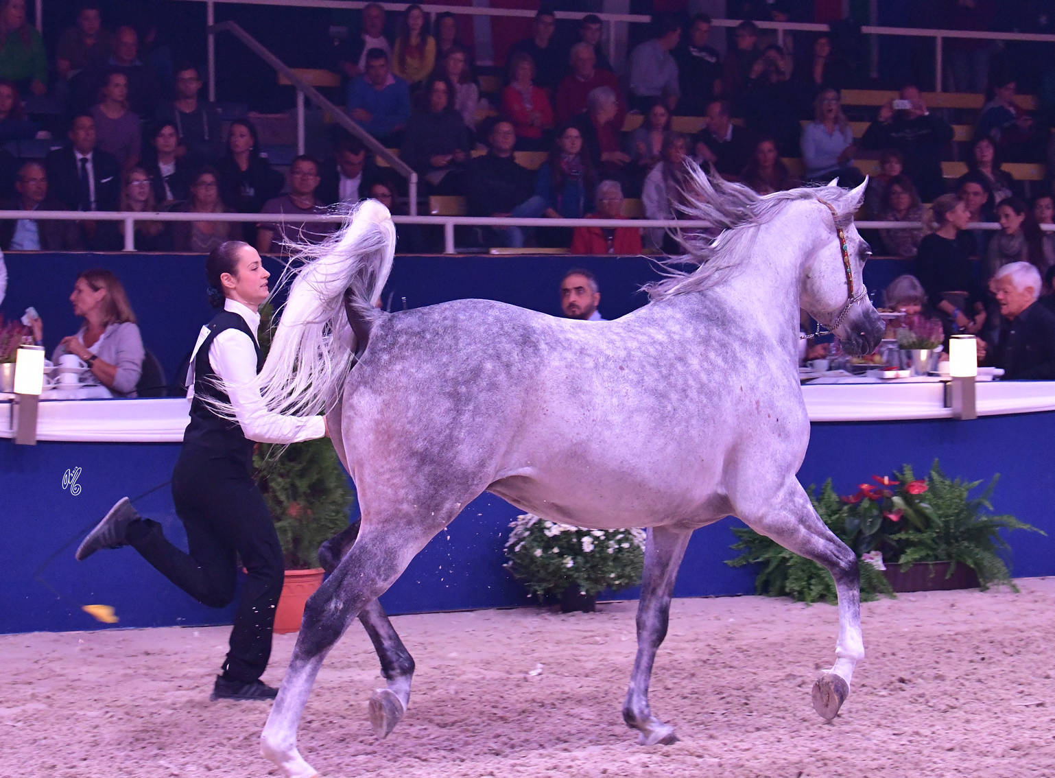 Geldings 6 Years Plus: Oliver JJ