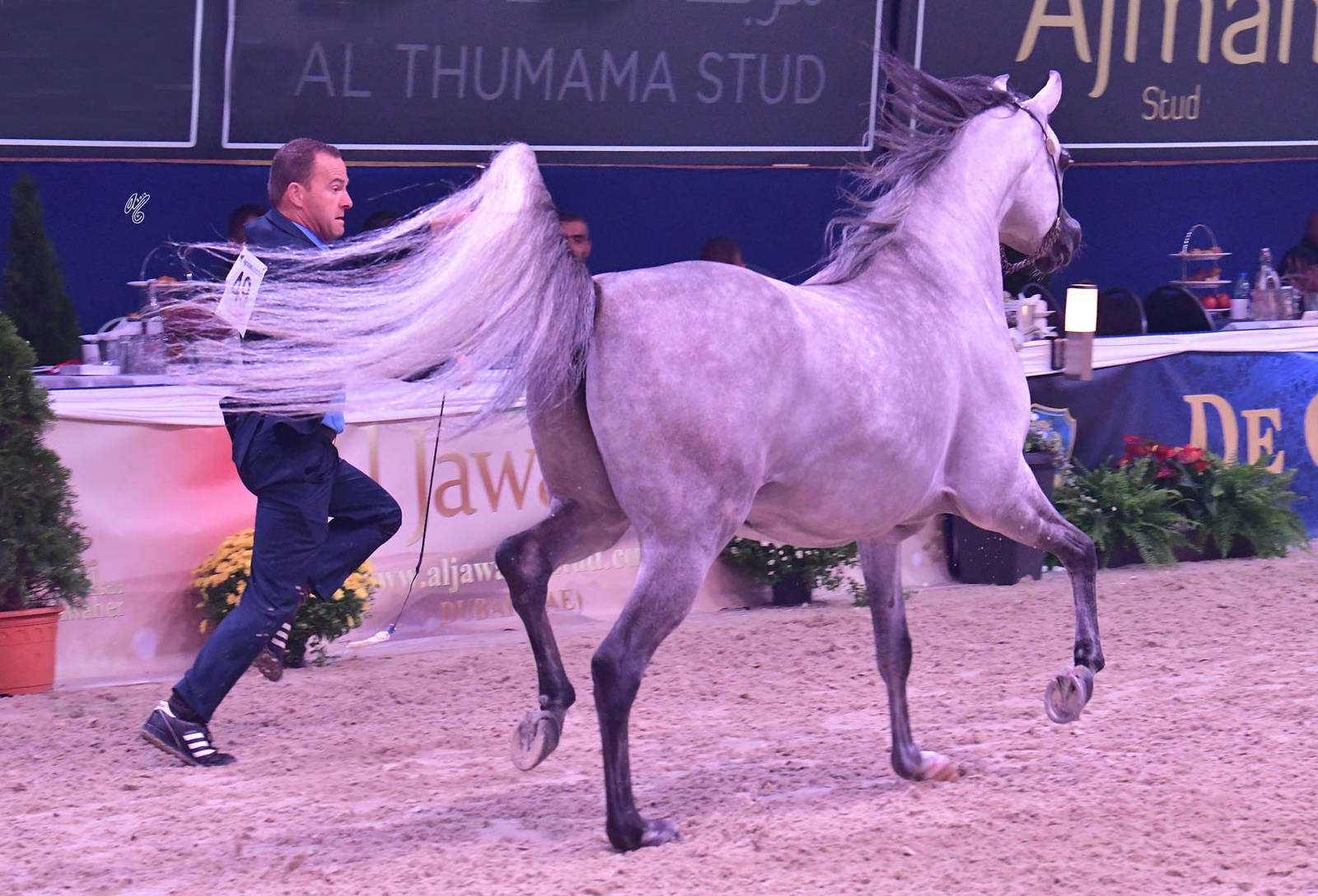 Geldings 6 Years Plus: Oliver JJ