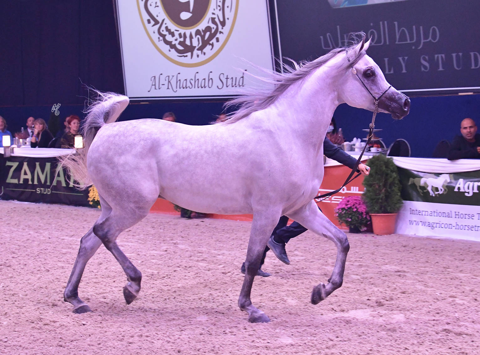 Geldings 1-5 Years: Nabeel Al Nasser