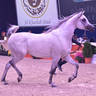 Geldings 1-5 Years: Nabeel Al Nasser