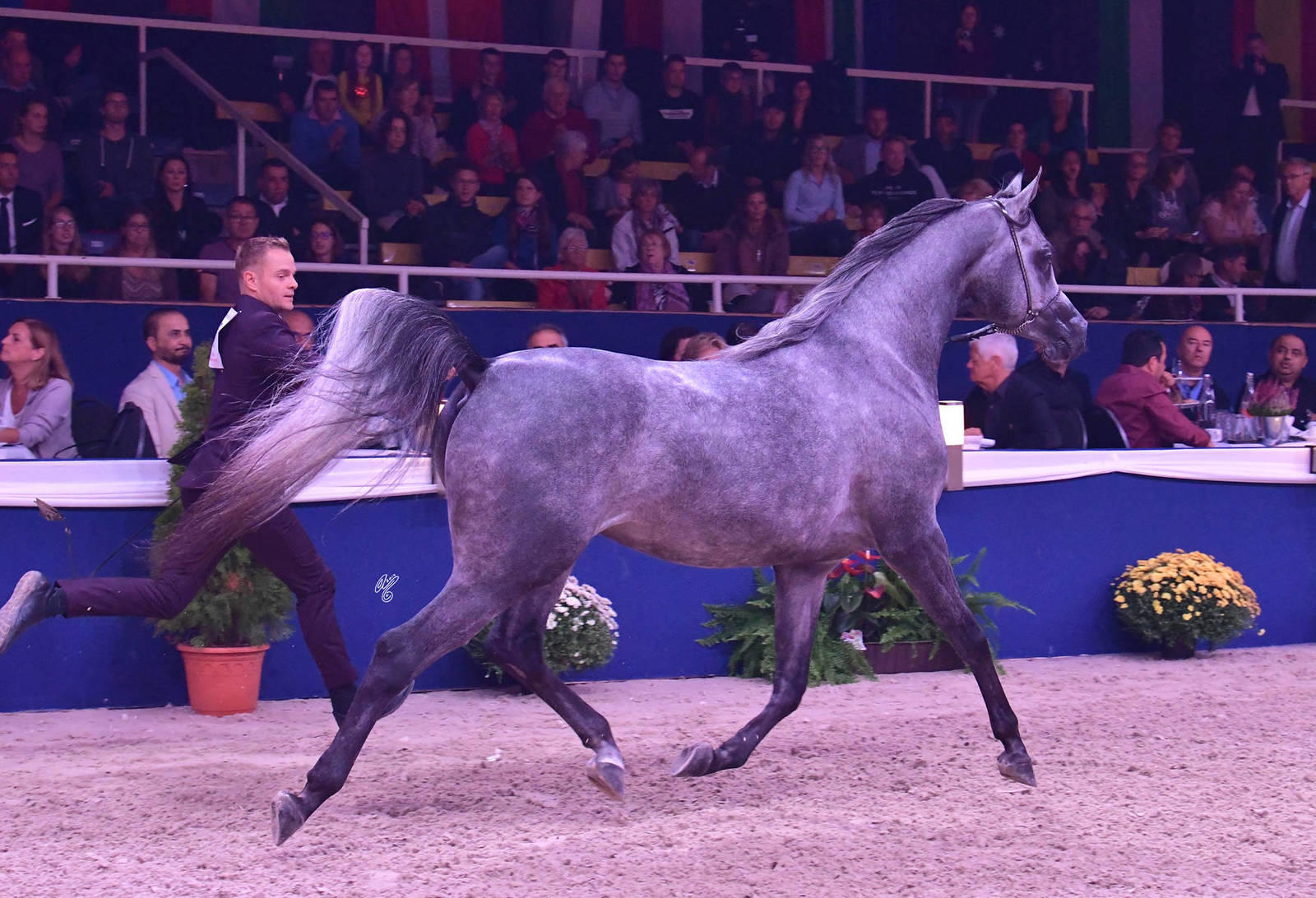 Geldings 1-5 Years: Parvez