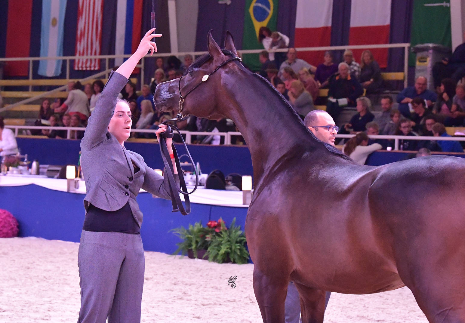 Geldings 1-5 Years: Husam Almuawd