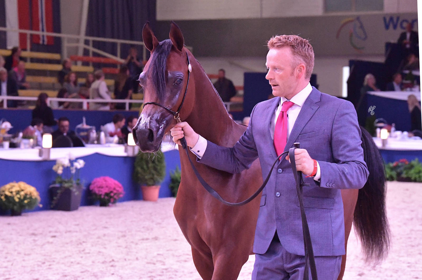 Geldings 1-5 Years: LME Raphael