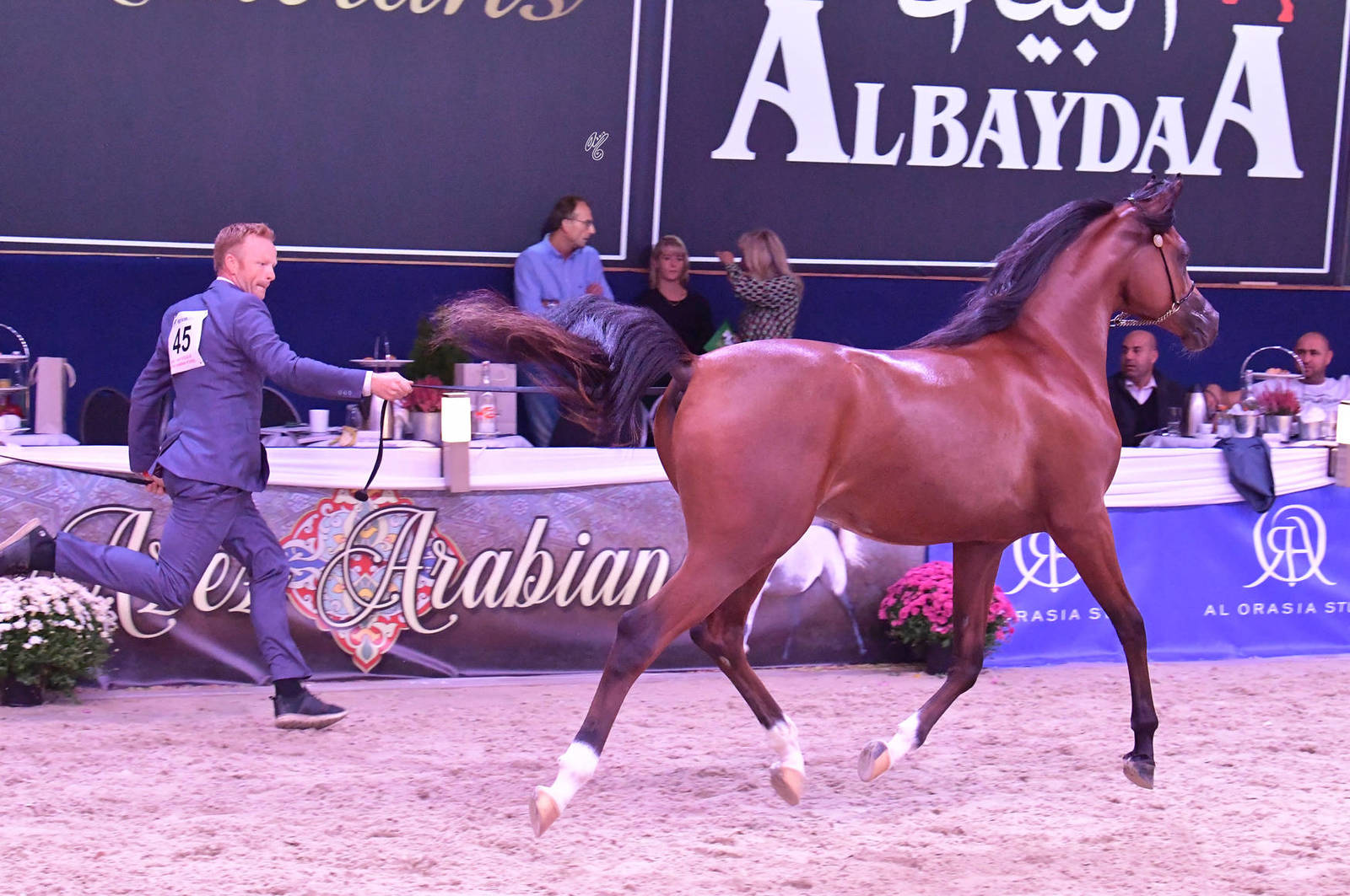 Geldings 1-5 Years: LME Raphael