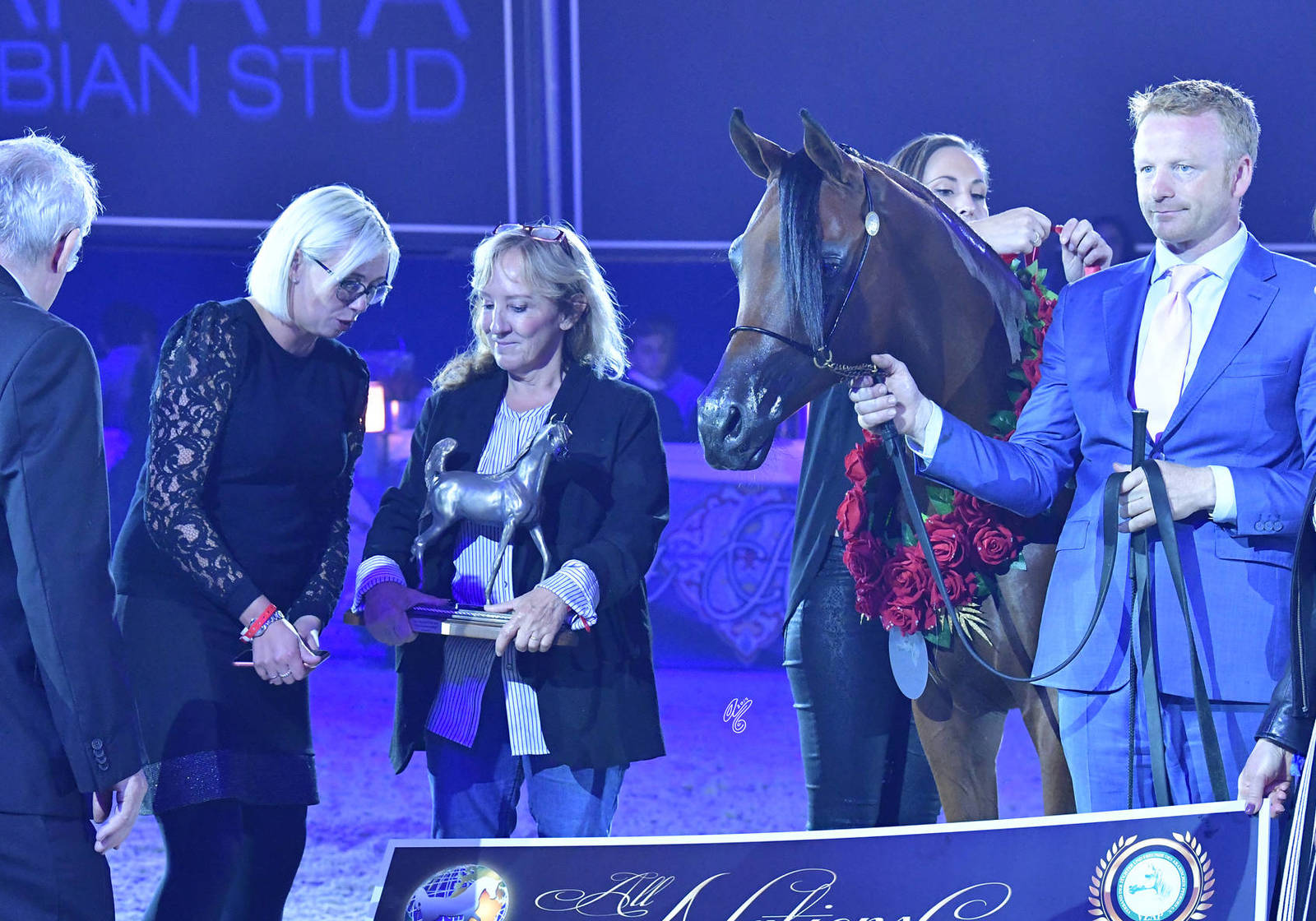 Geldings 1-5 Years: LME Raphael