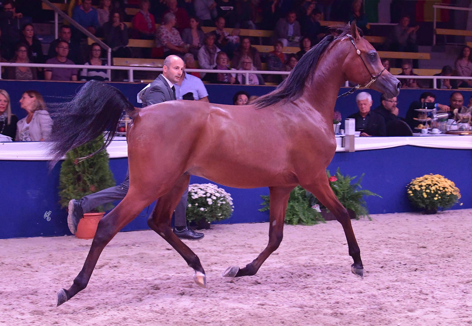 Yearling Colt: BV Samjad