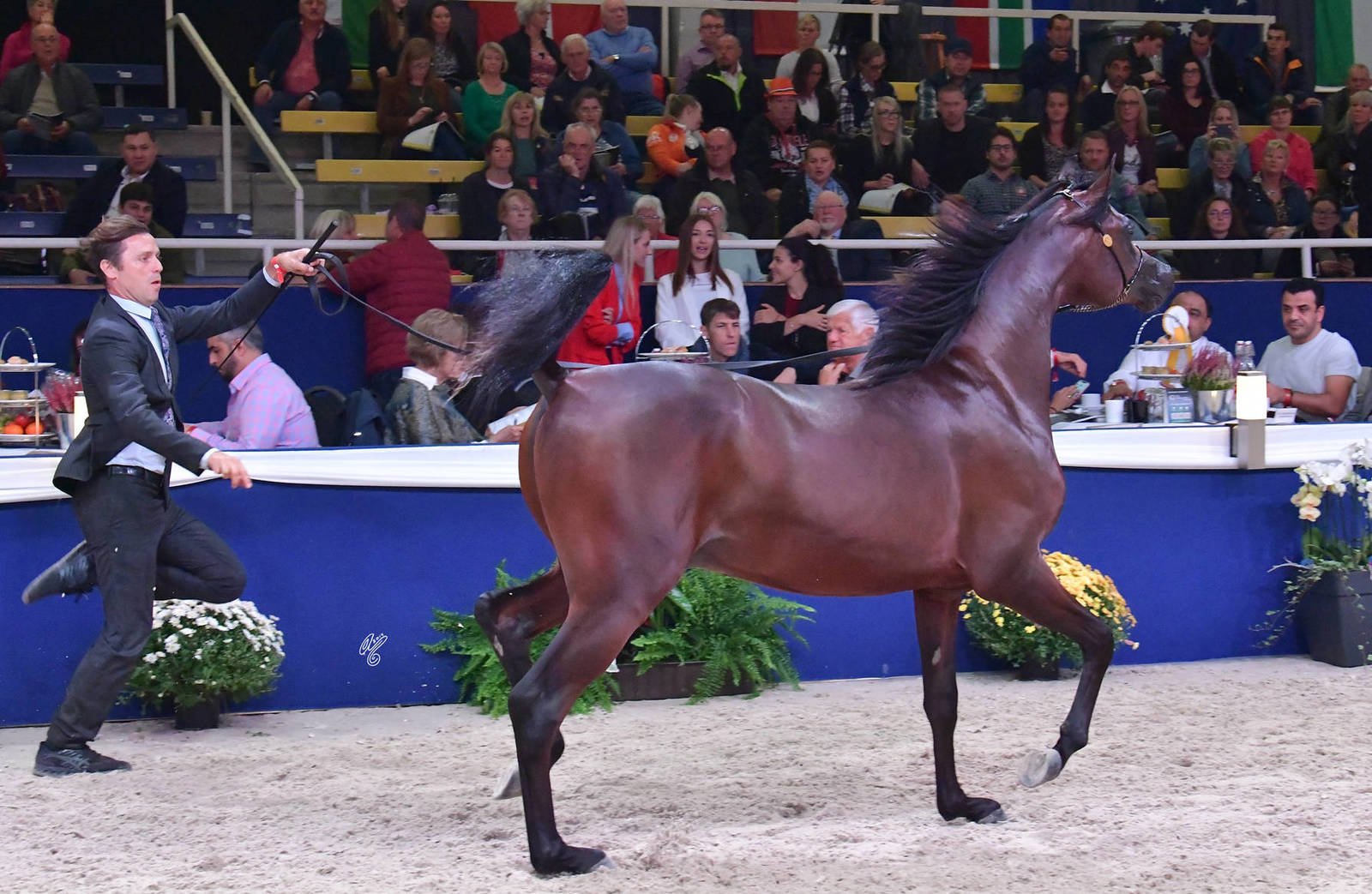 Yearling Colt: Star Farid