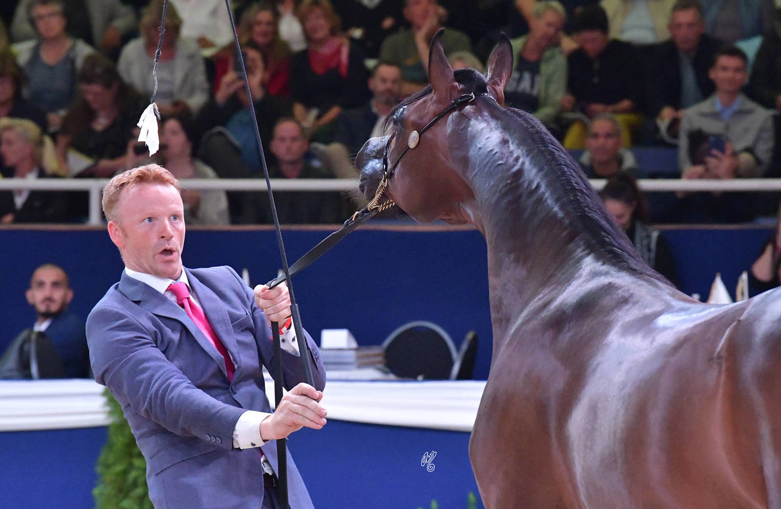 Yearling Colt: Lucciano