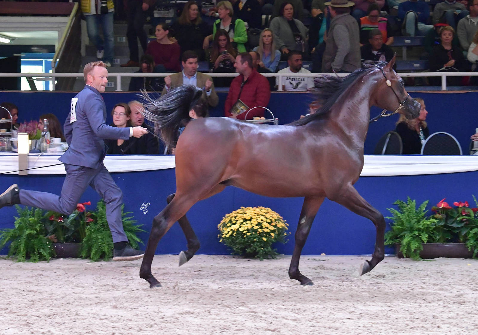 Yearling Colt: Lucciano