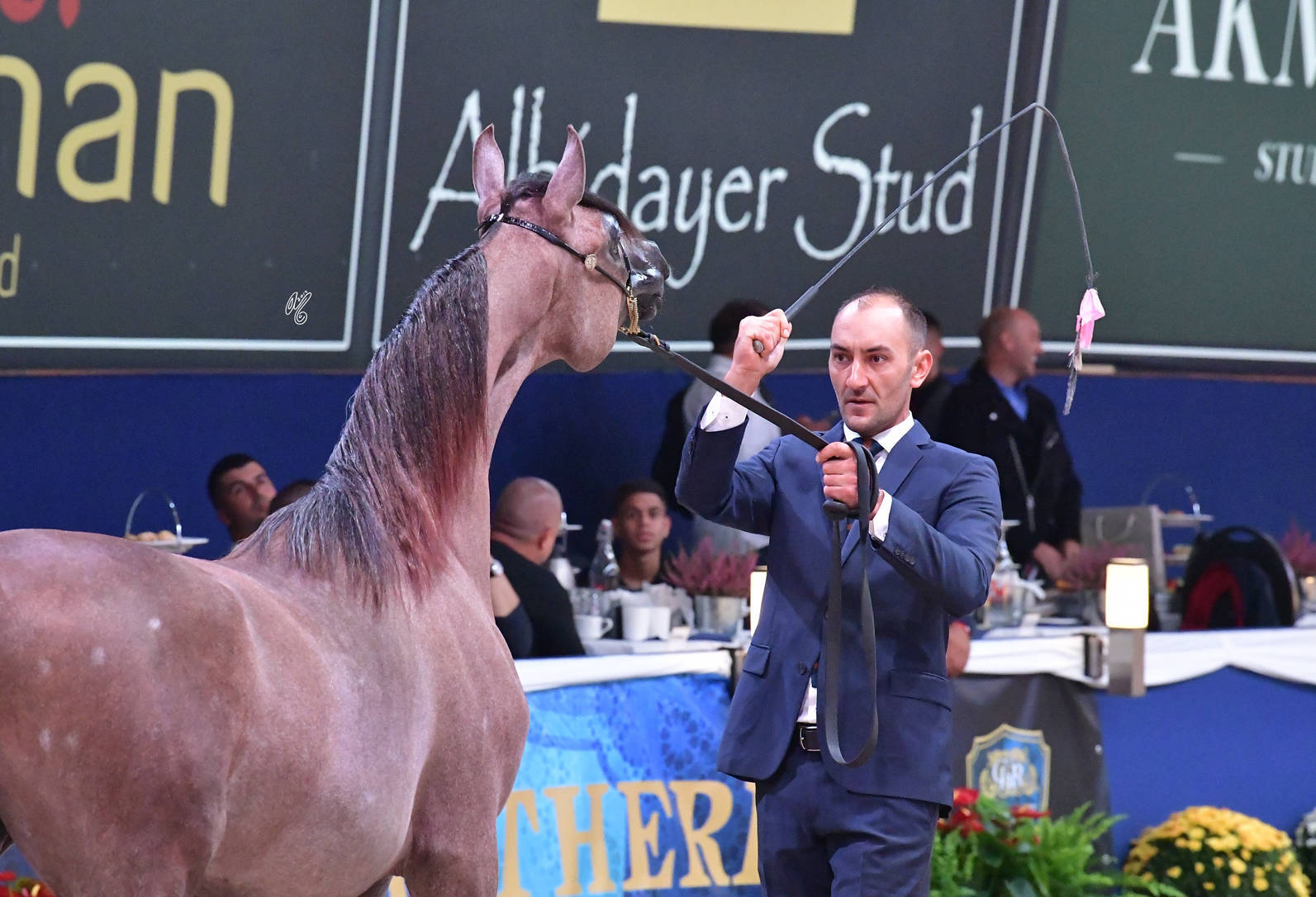 Yearling Colt: Ghaali