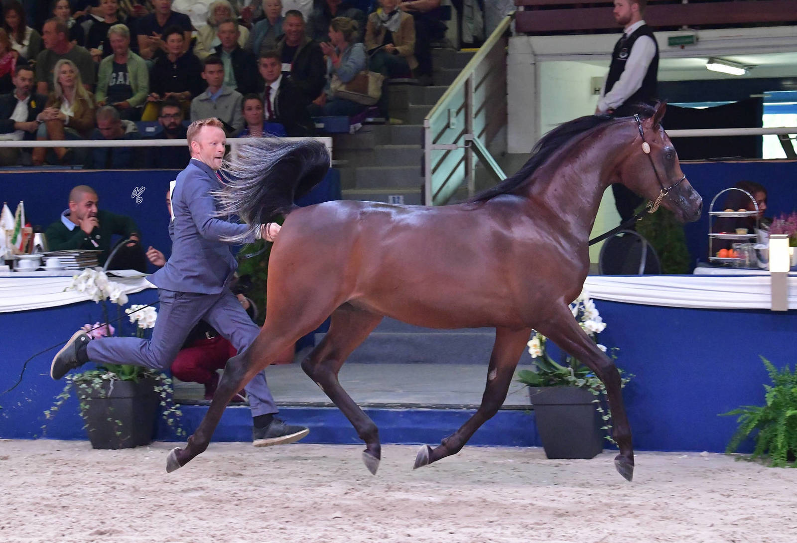 Yearling Colt: Lucciano