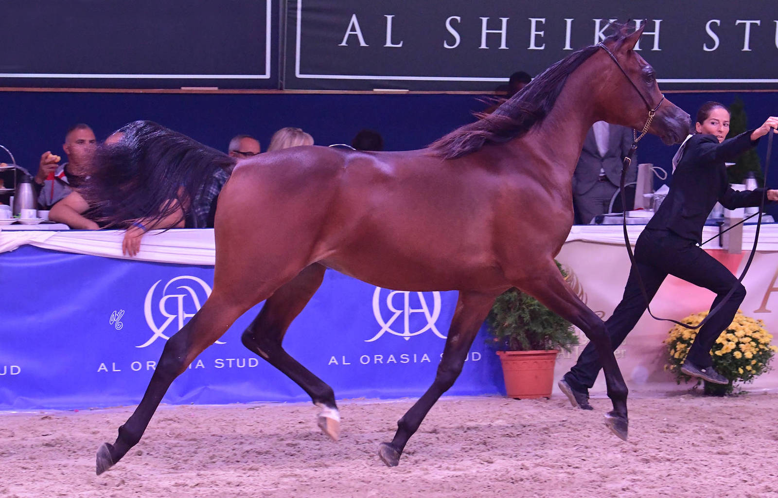 Yearling Filly: IS Wayana