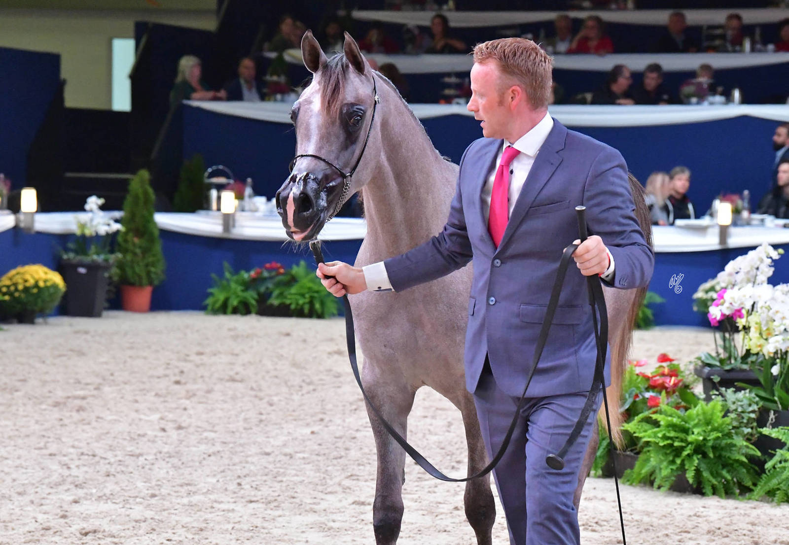 Yearling Filly: Sofiya Al Wawan