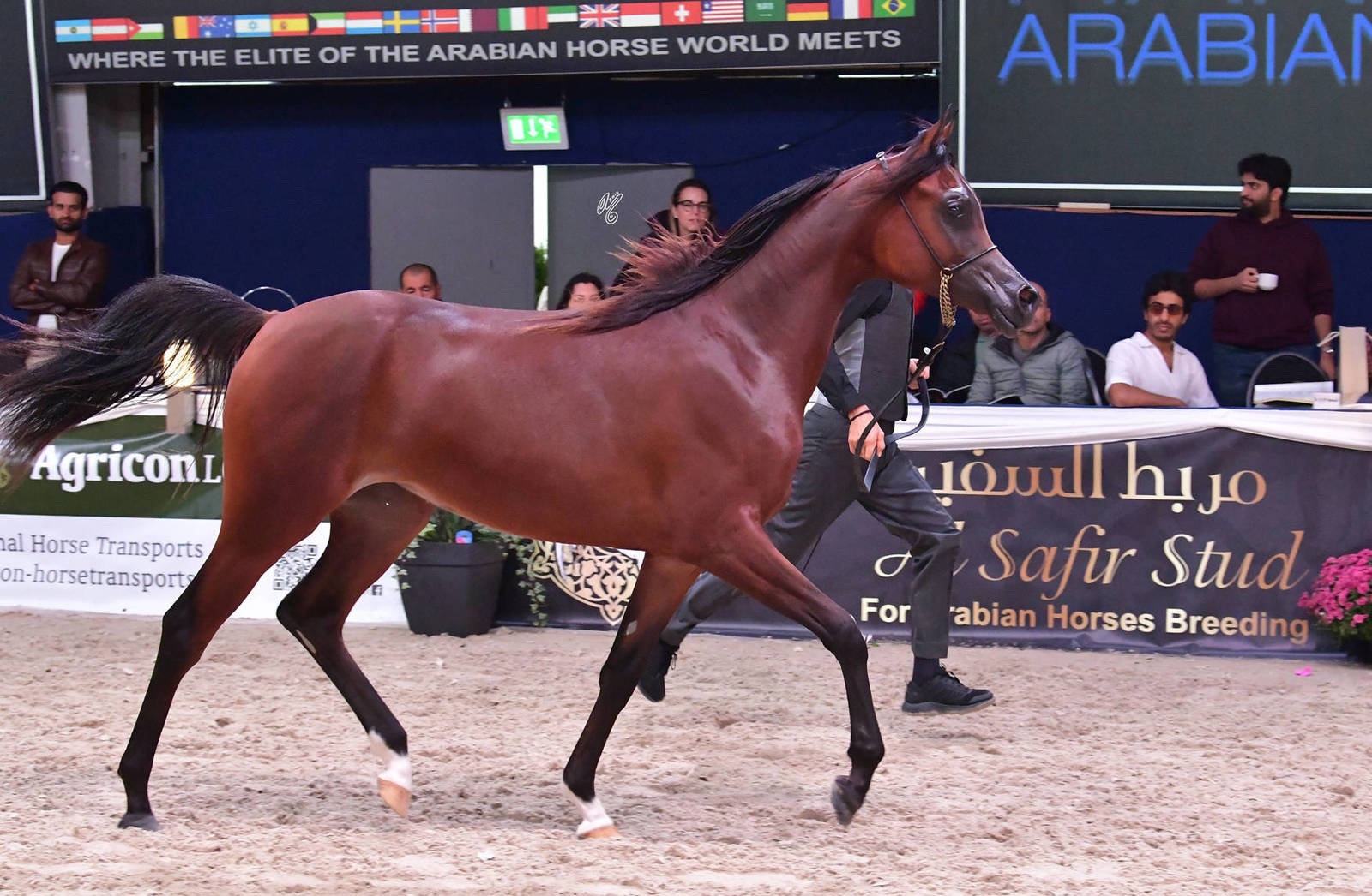 Yearling Filly: Alexandra RC