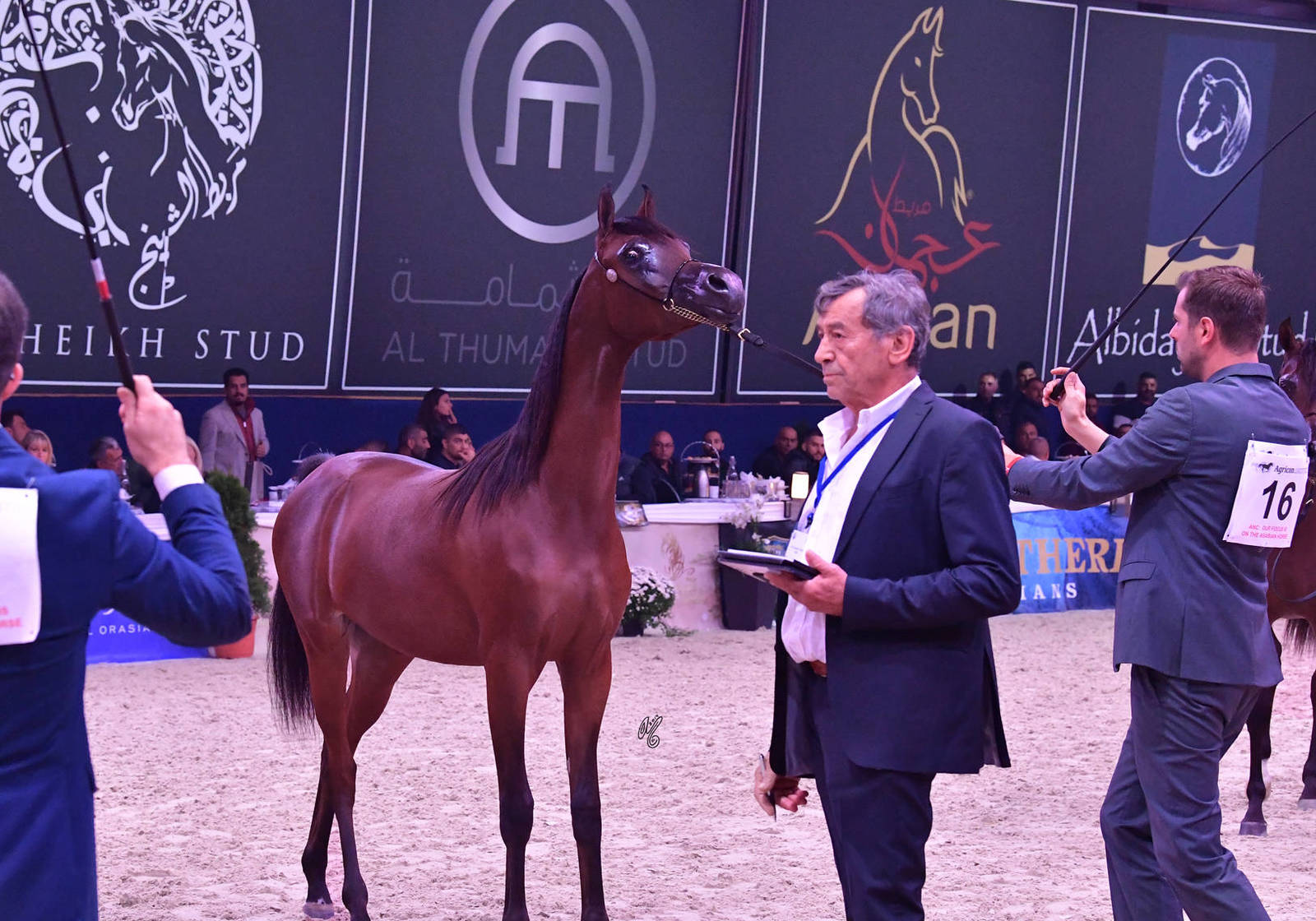 Yearling Filly: Royal  Asselah