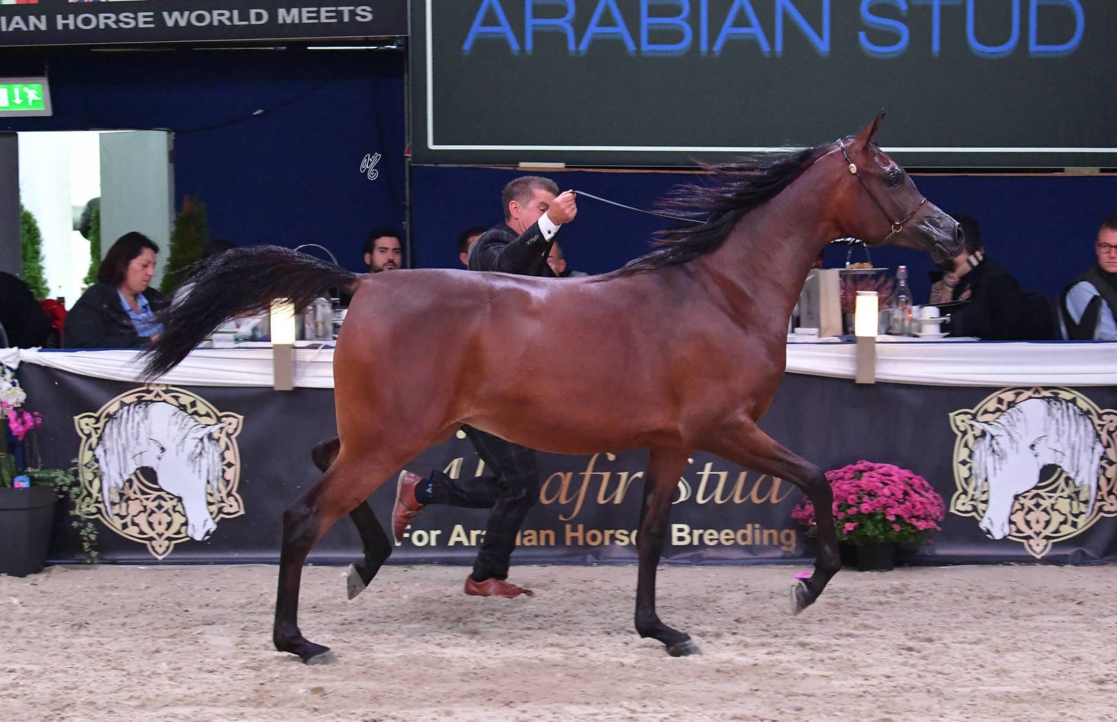 Yearling Filly: Basilia