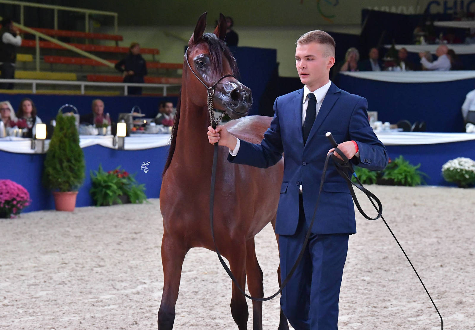 Yearling Filly: Basilia