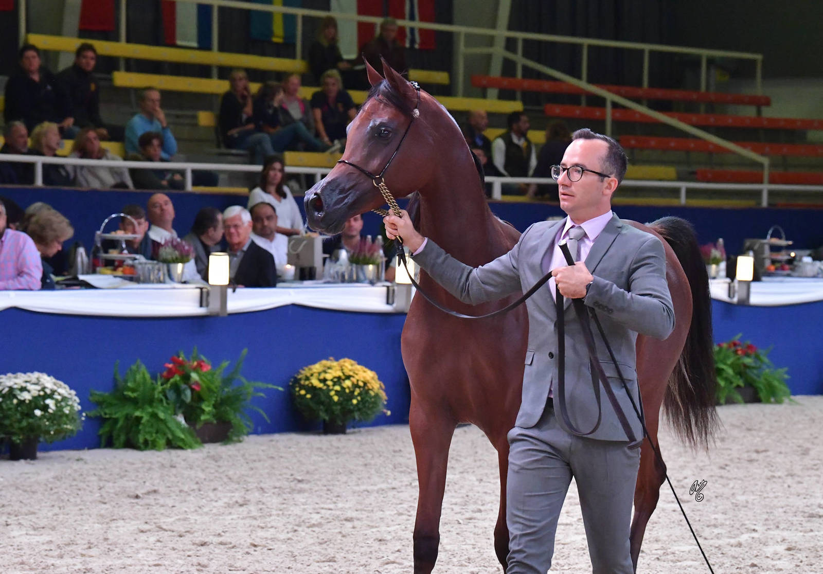 Yearling Filly: Masarrah Albidayer