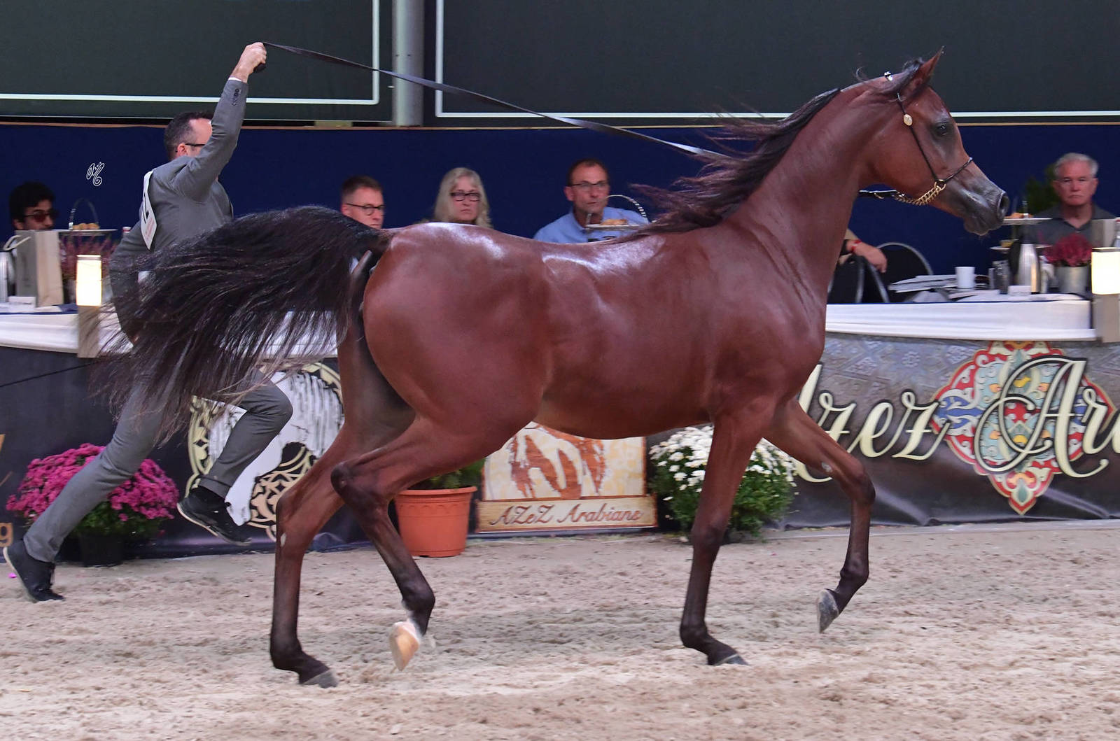 Yearling Filly: Masarrah Albidayer