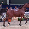Yearling Filly: Masarrah Albidayer