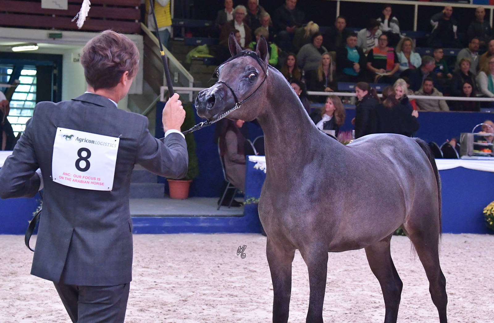 Yearling Filly: FK Ghalyah