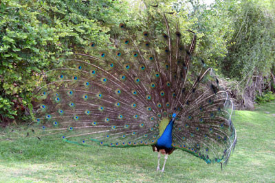 peacock.jpg