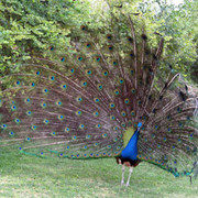 peacock.jpg