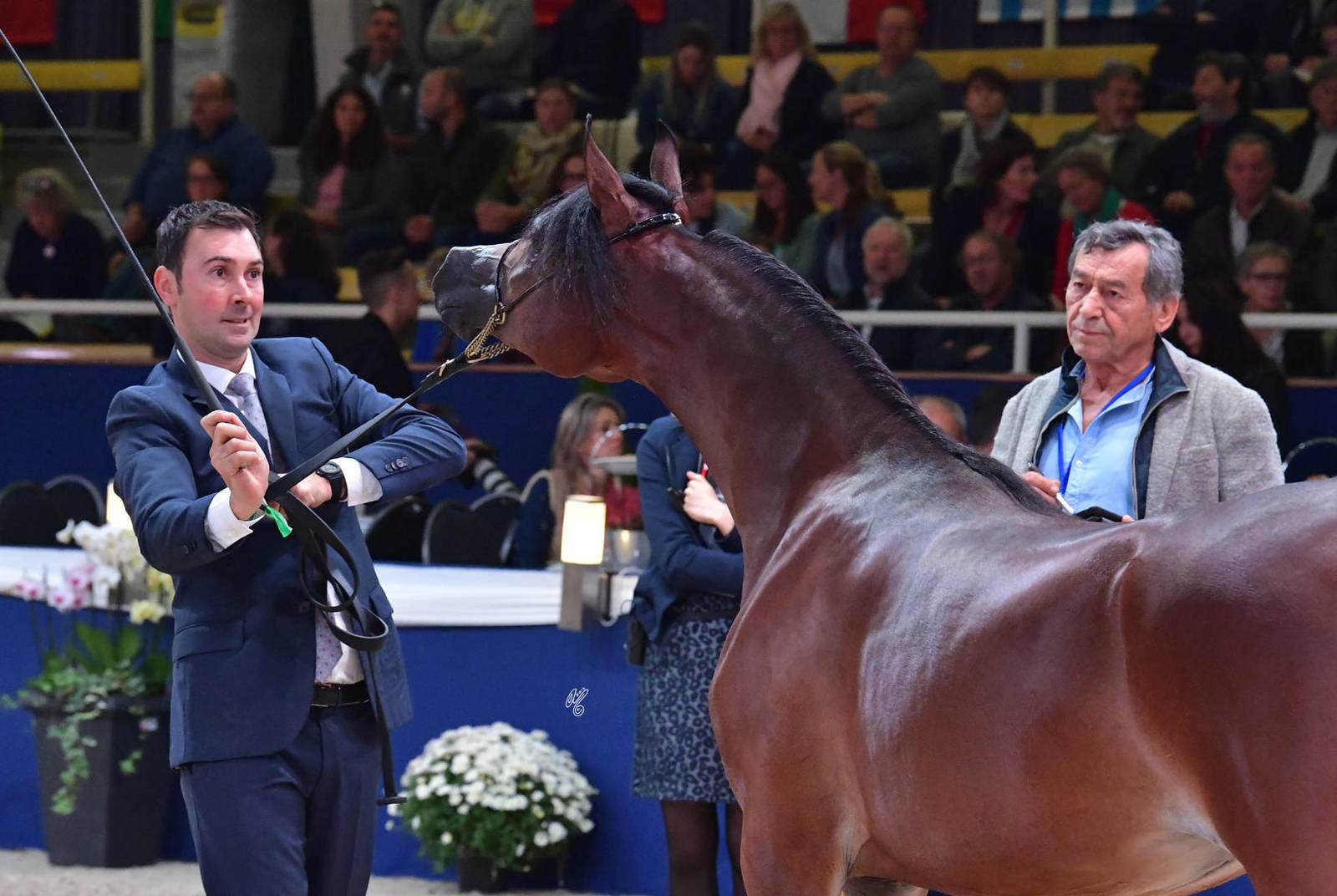 Yearling Filly: Melania K.A.