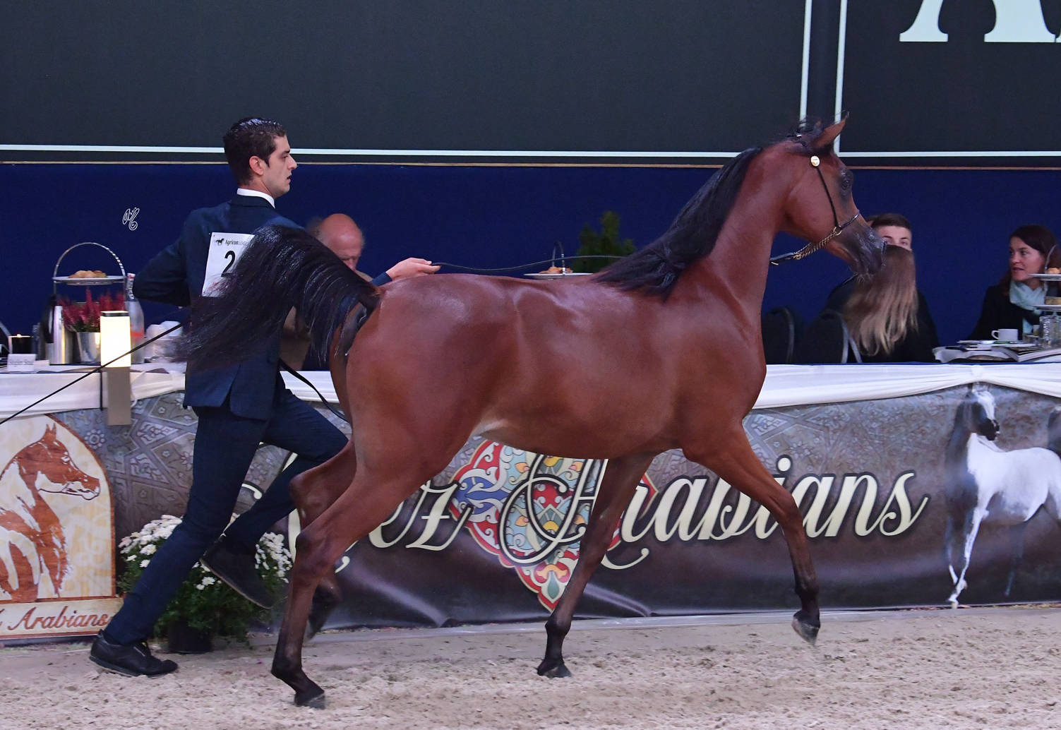Yearling Filly: Safiyah Al Safir