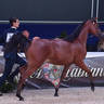 Yearling Filly: Safiyah Al Safir