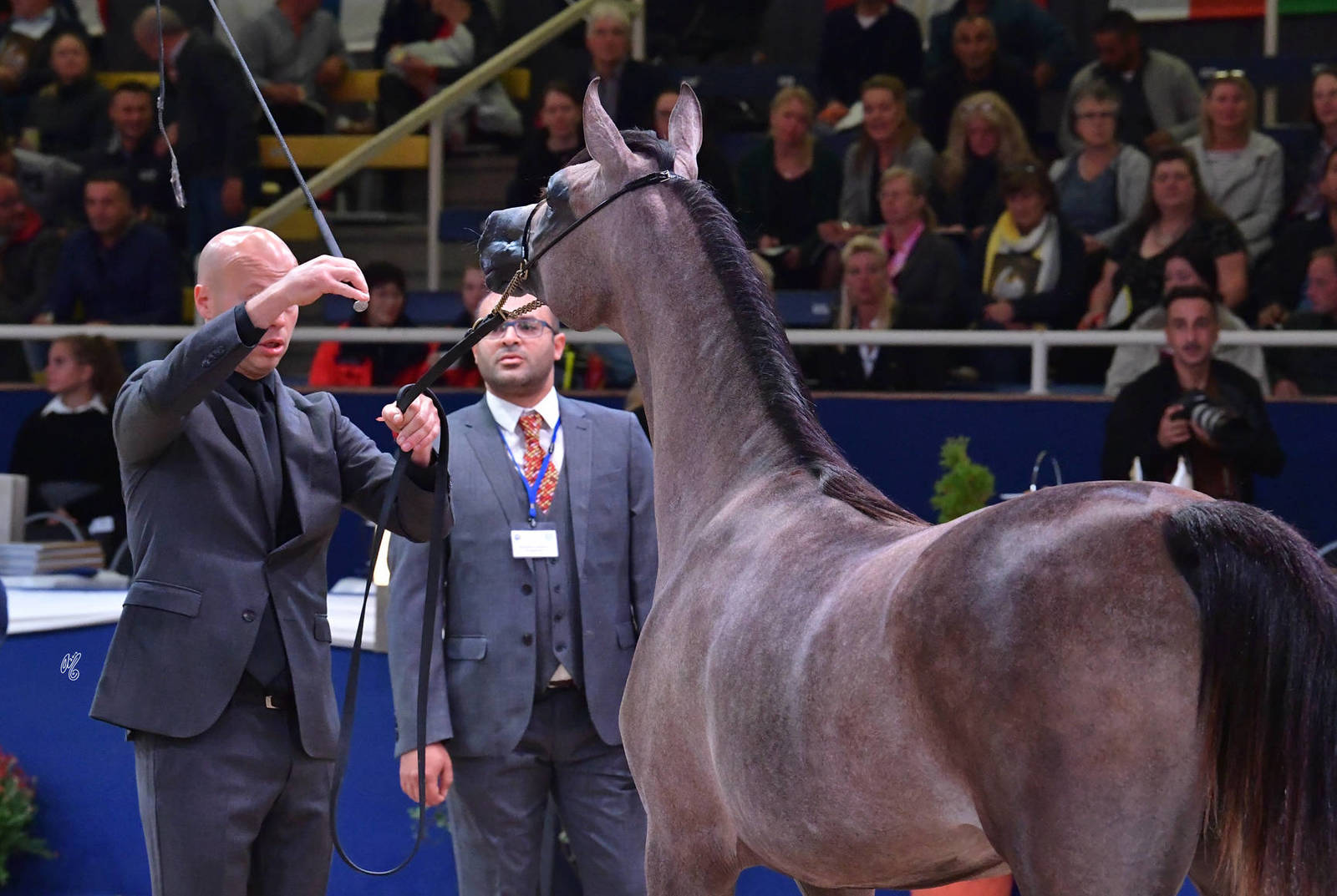 Yearling Filly: Efora KL