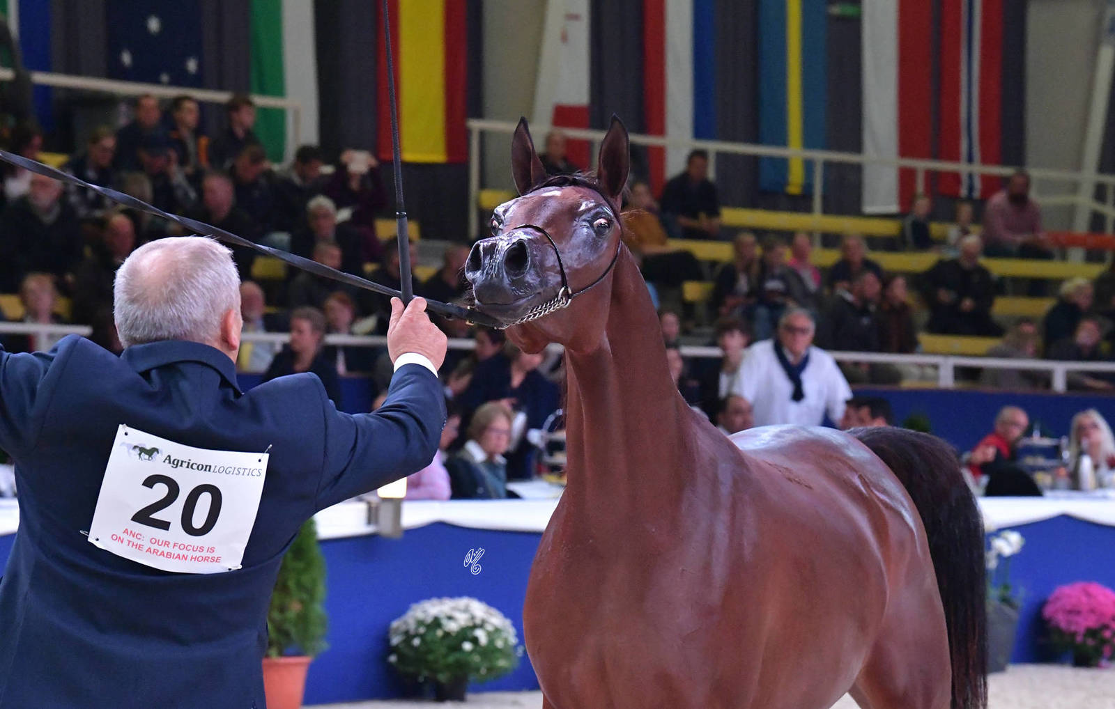 Yearling Filly: Amirata