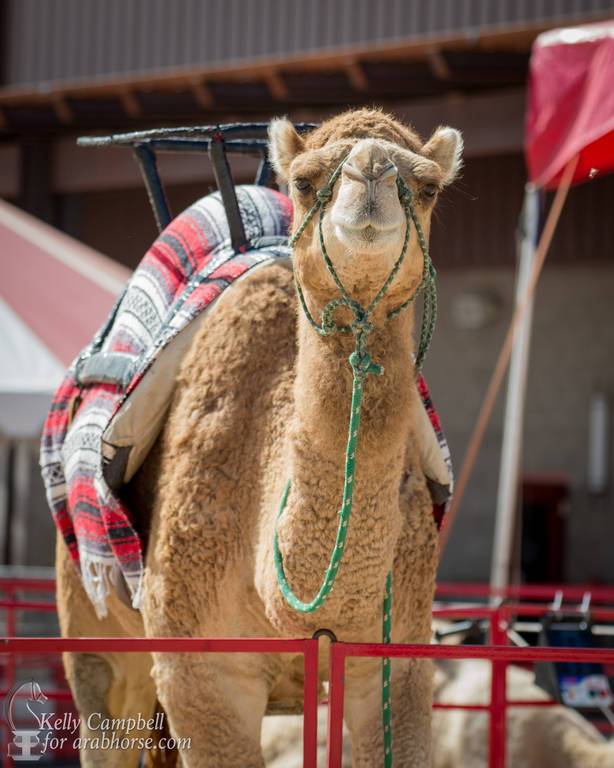 2017 Scottsdale Photos by Kelly Campbell 