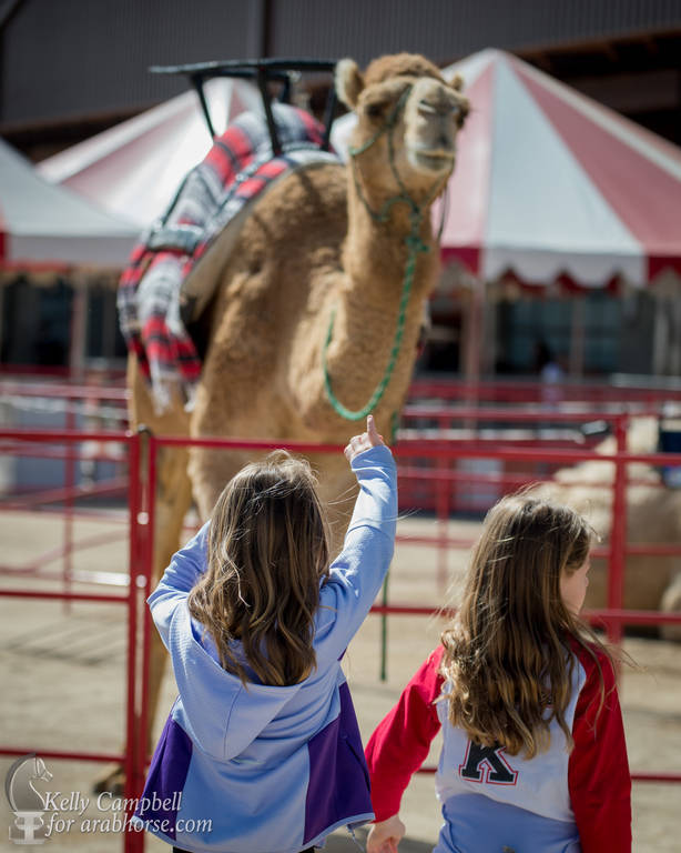 2017 Scottsdale Photos by Kelly Campbell 