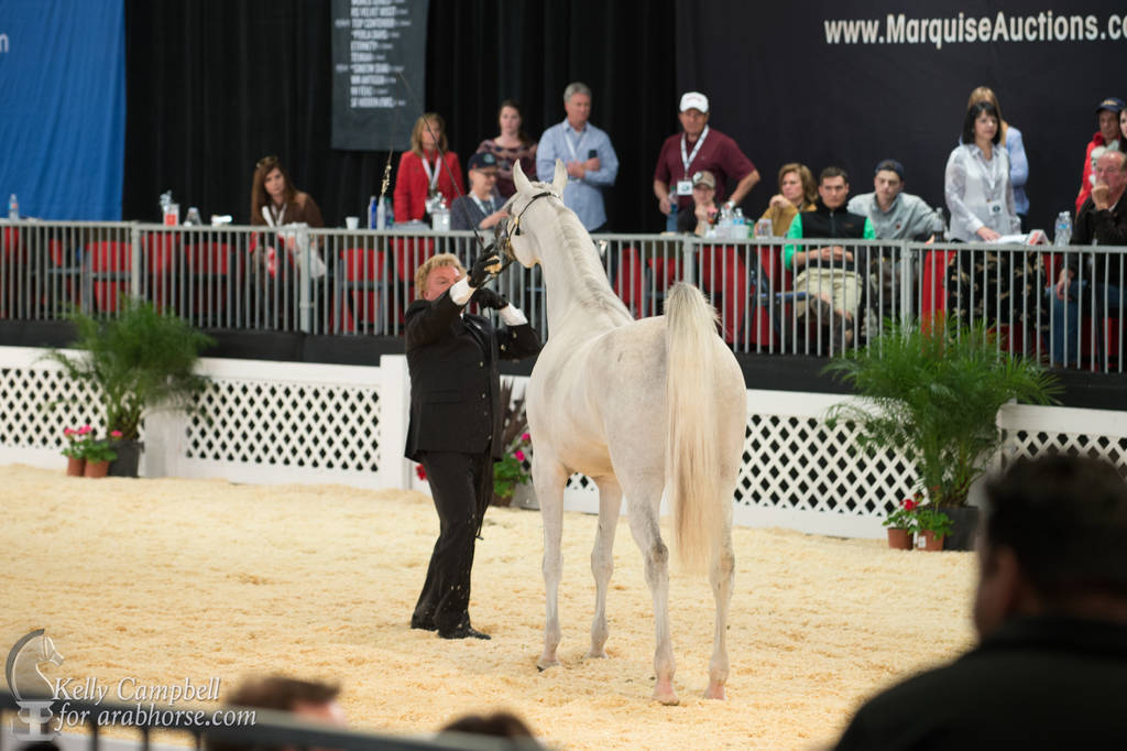 2017 Scottsdale Photos by Kelly Campbell 