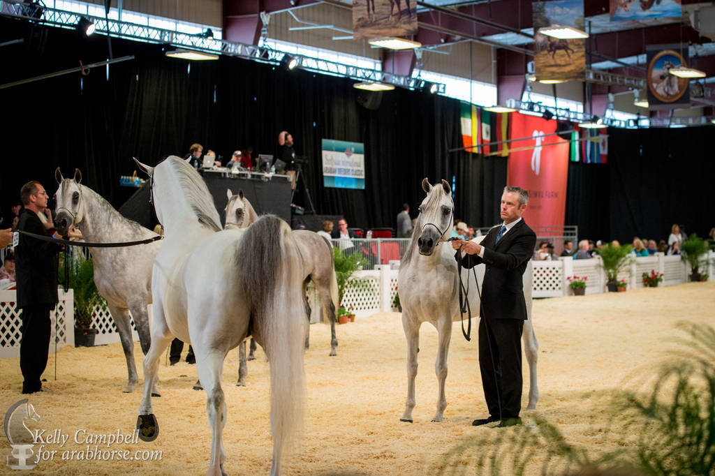 2017 Scottsdale Photos by Kelly Campbell 