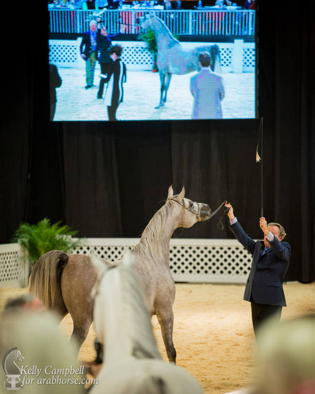 2017 Scottsdale Photos by Kelly Campbell 