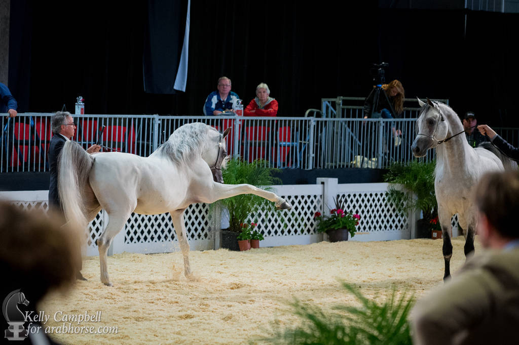 2017 Scottsdale Photos by Kelly Campbell 