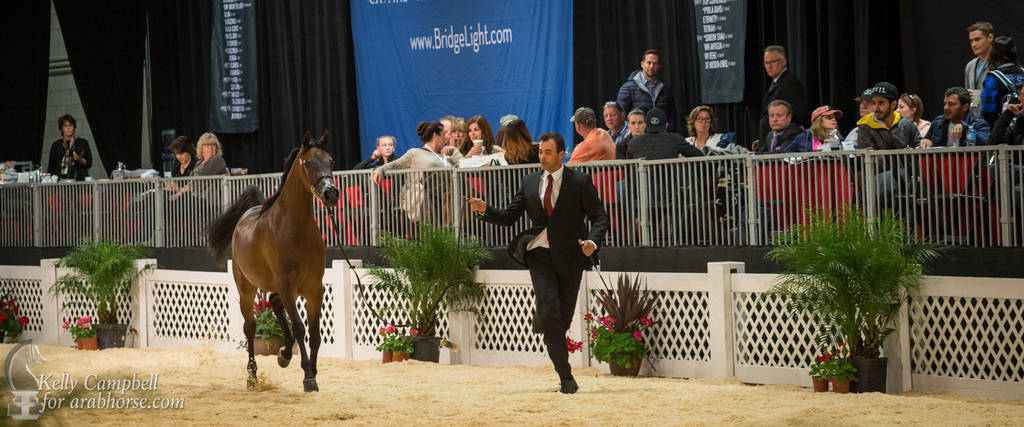 2017 Scottsdale Photos by Kelly Campbell 