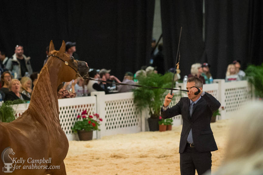 2017 Scottsdale Photos by Kelly Campbell 