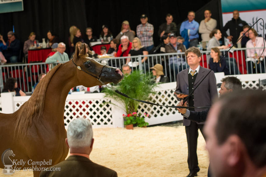 2017 Scottsdale Photos by Kelly Campbell 